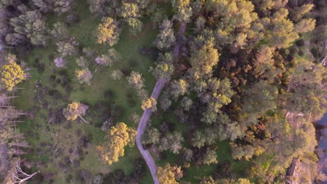 Aerial-drone-view-of-a-path-between-pine-trees-during-sunset.-Montpellier-river